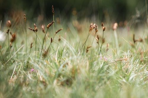 Kostenloses Stock Foto zu außerorts, blumen, feld