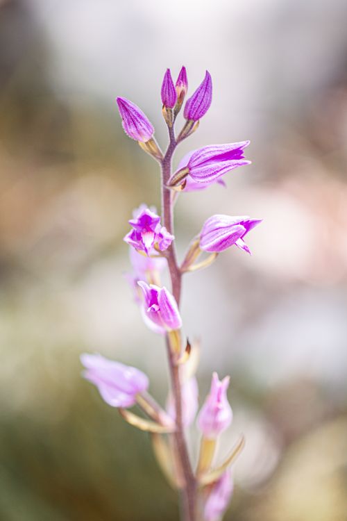 Free Close-up of a purple orchid with soft petals in natural outdoor light, capturing delicate beauty. Stock Photo