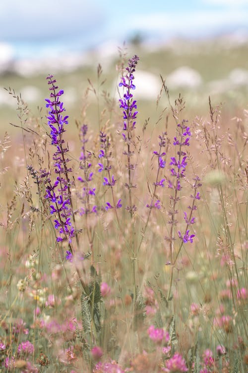 Foto d'estoc gratuïta de enfocament selectiu, flors, morat