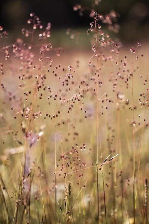 Foto d'estoc gratuïta de camp, enfocament selectiu, flors