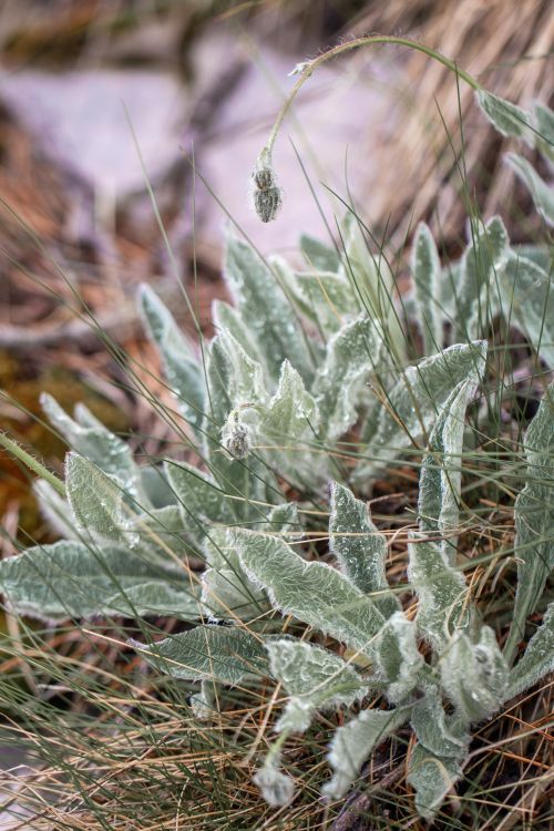 Free A silvery-green plant surrounded by grass, captured in a natural setting in Podgorica, Montenegro. Stock Photo