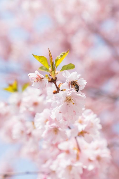 Free A bee pollinating beautiful pink cherry blossoms on a bright spring day. Stock Photo