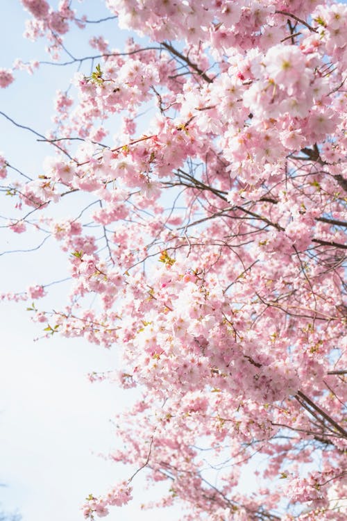 로우앵글 샷, 봄, 분홍색의 무료 스톡 사진
