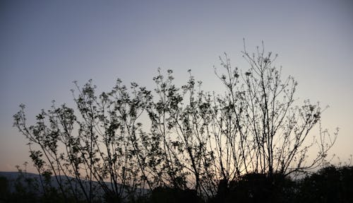 Ingyenes stockfotó atardecer, nagy fa, sziluett témában