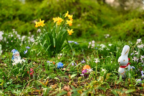 Free stock photo of blooming flowers, blossom flora, blossoms