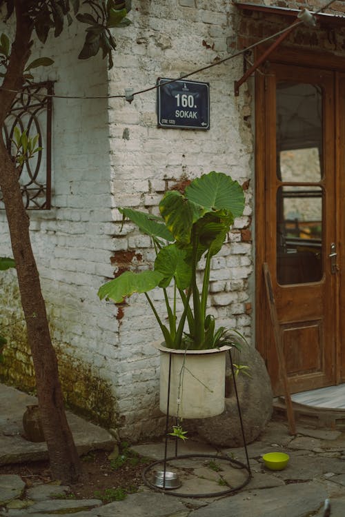 A plant in a pot on a brick wall