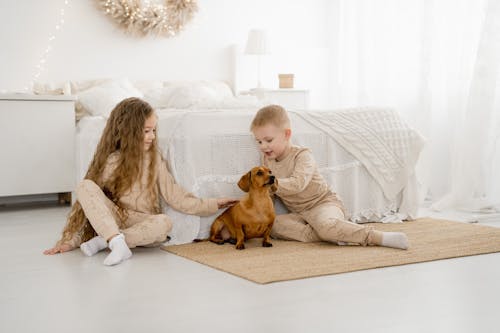 Gratis stockfoto met blanke jongen, broers en zussen, hond