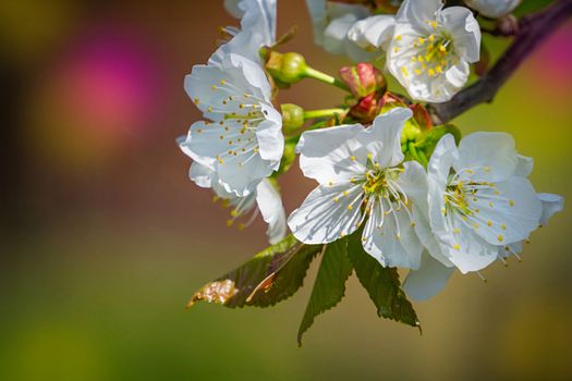 A close-up view of white cherry blossoms on a tree branch with a soft background.