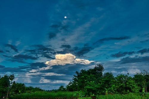 Pepohonan Di Bawah Langit Biru