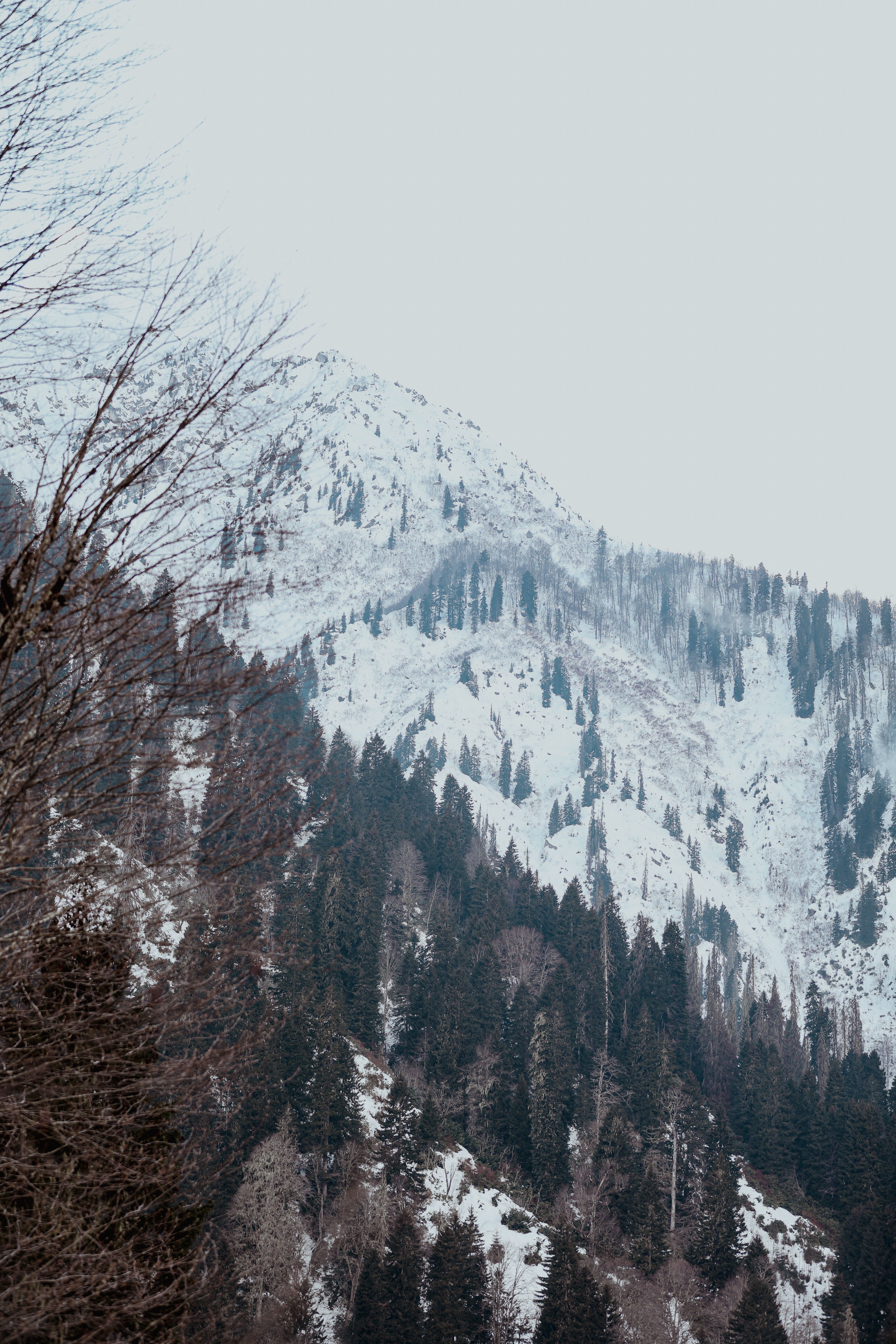 A snowy mountain with trees and snow · Free Stock Photo