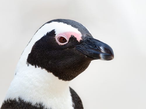 黒と白のペンギン