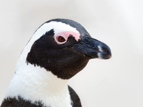 Detailed portrait of an African penguin, highlighting its distinctive features and vibrant coloring.