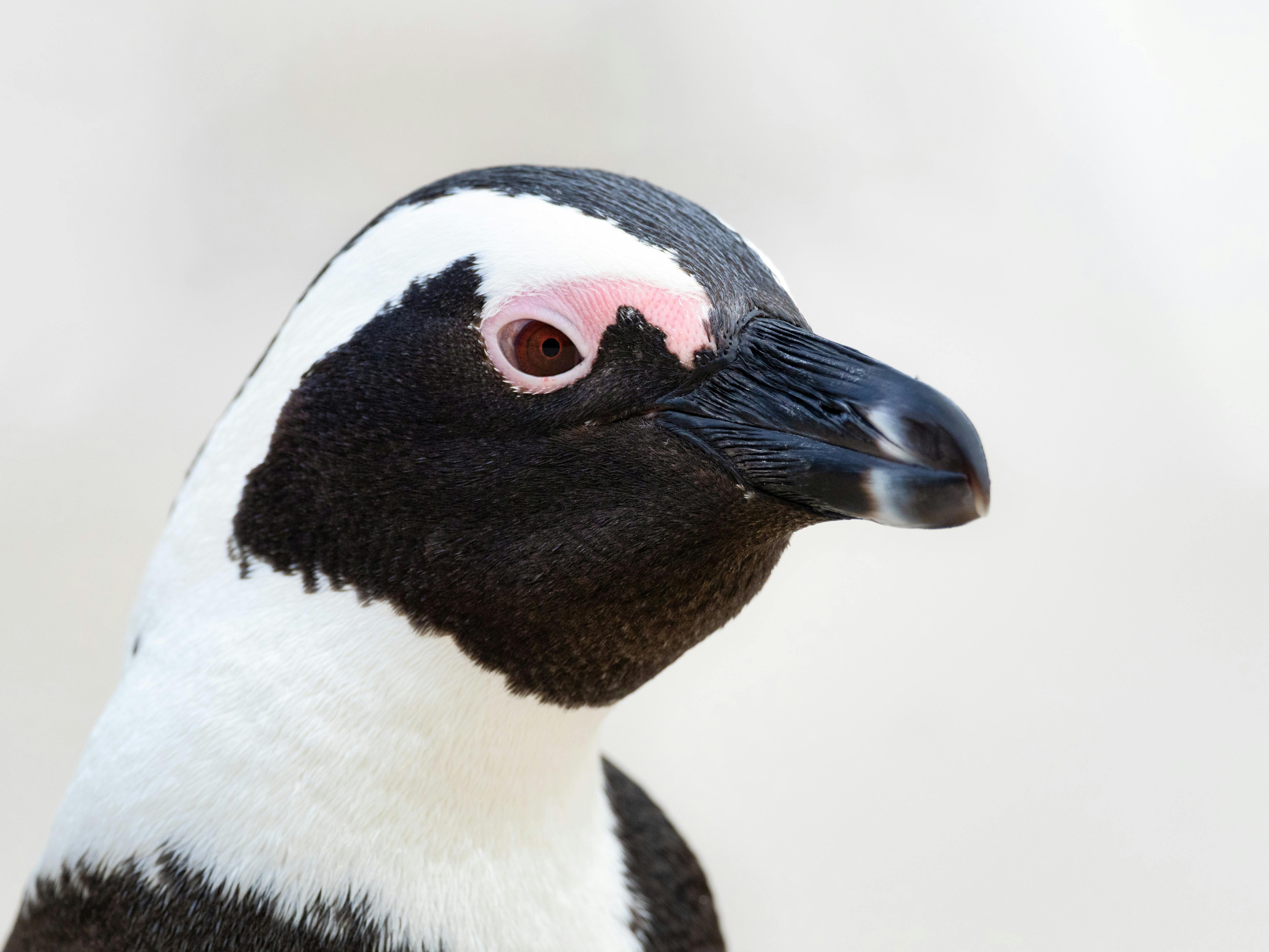 Black And White Penguin Free Stock Photo