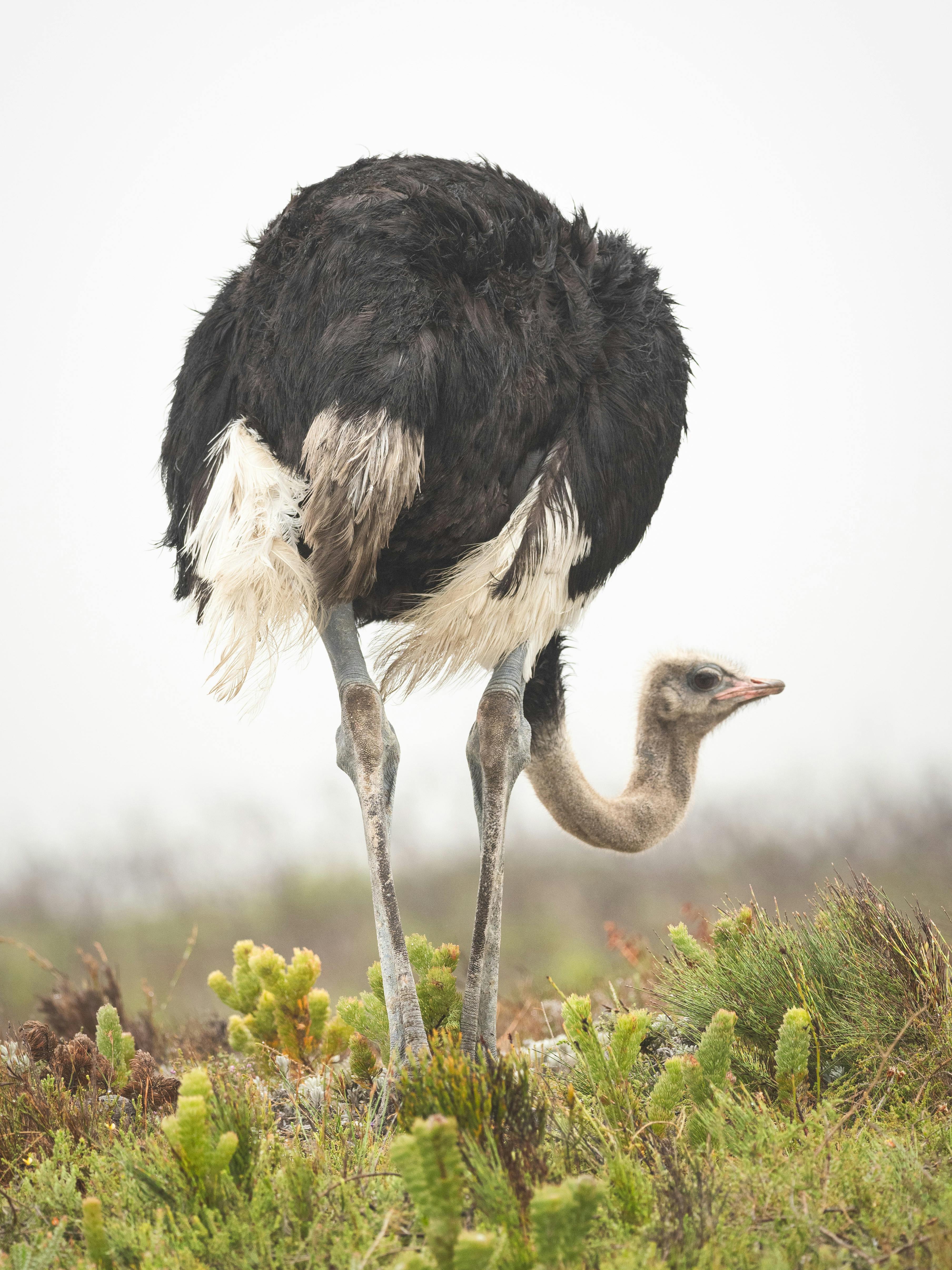 Animal Ostrich HD Wallpaper