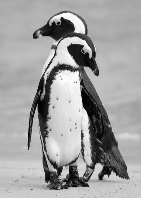 Two African penguins standing on a sandy beach captured in monochrome.