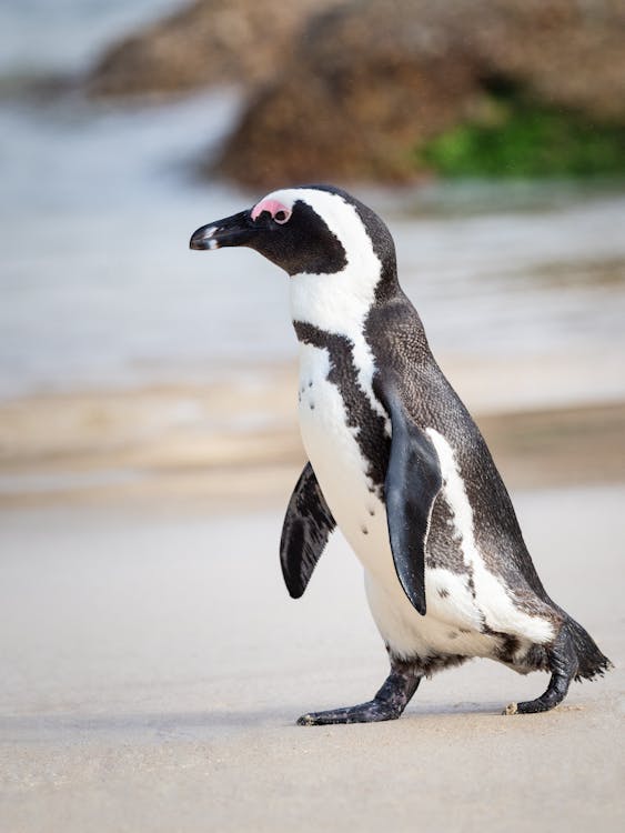 Black and White Penguin Walking on Sand
