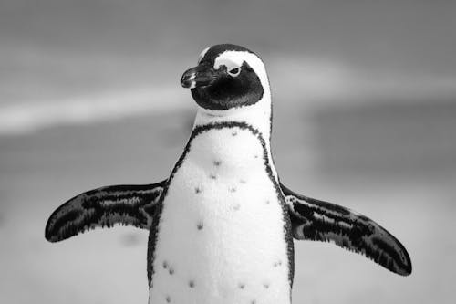 Gratis Fotografi Grayscale Penguin Foto Stok
