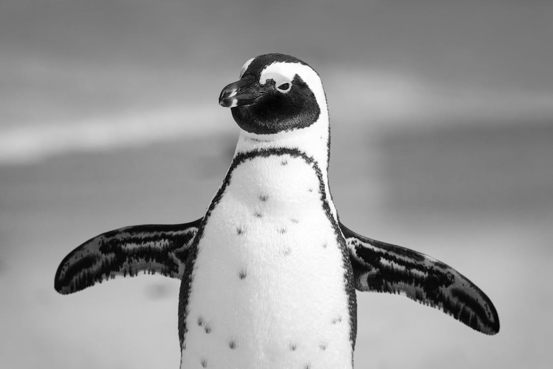 ペンギンのグレースケール写真