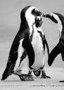 黑白照片中，三只非洲企鹅在沙滩上社交