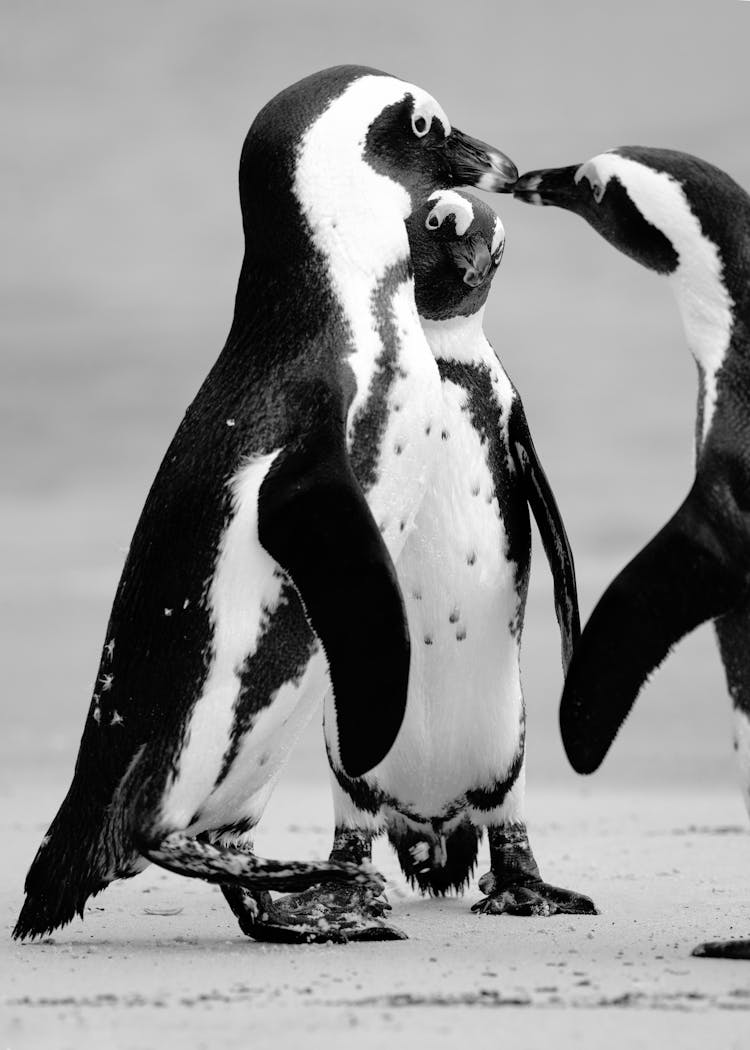 White And Black Penguins Standing On Snow