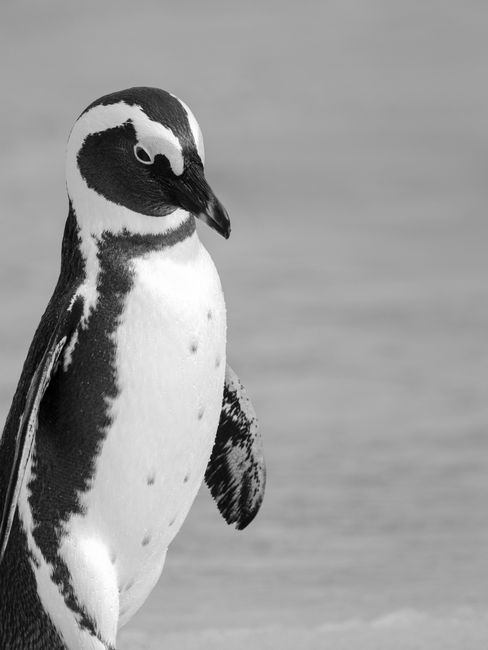 Monochrome close-up of an African penguin (Spheniscus demersus) standing on a snowy landscape.