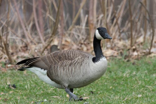 Canada goose walking on grass.