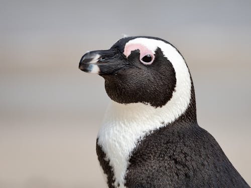 бесплатная черно белый пингвин Стоковое фото