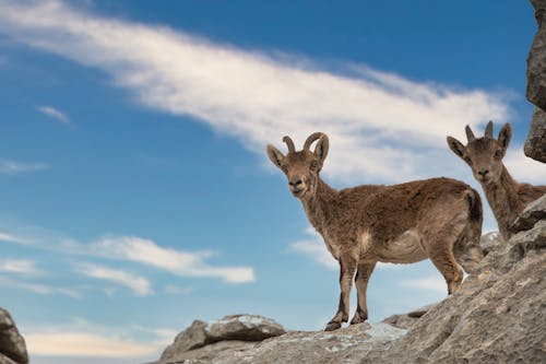 Immagine gratuita di capre di montagna, fotografia di animali, fotografia naturalistica