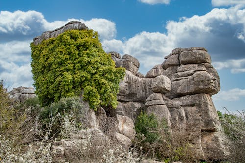 A tree growing on top of a rock formation