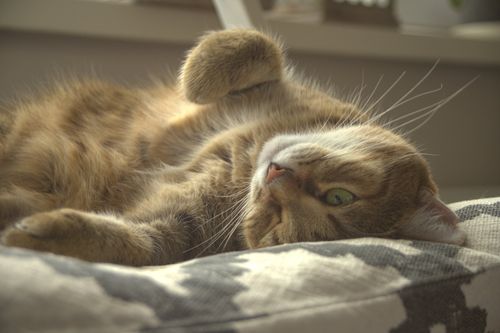 Free A relaxing tabby cat lies upside down on a comfy pillow, capturing a serene indoor moment. Stock Photo