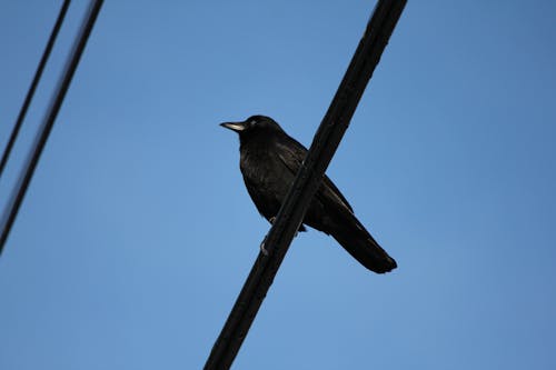 Gratis Cuervo Negro En Cable Foto de stock