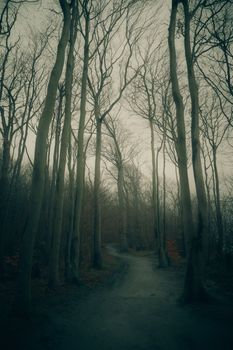 A mysterious forest path surrounded by tall, bare trees enveloped in fog.