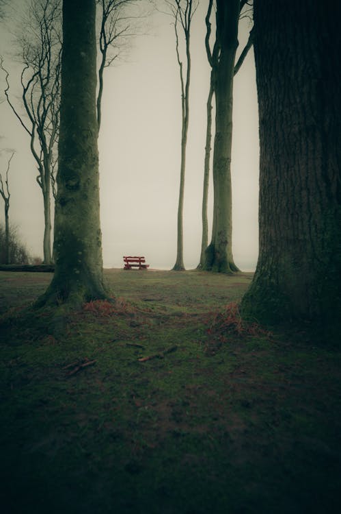 Bench behind Trees in Forest