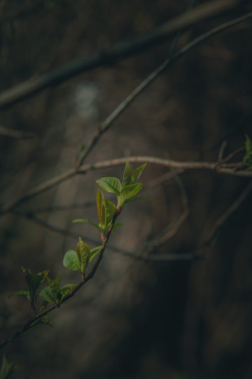 der Frühling kommt