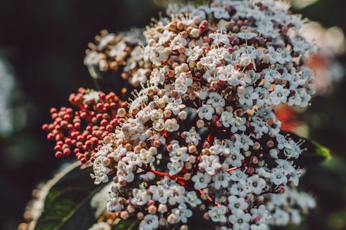 Abundance of White, Small Flowers