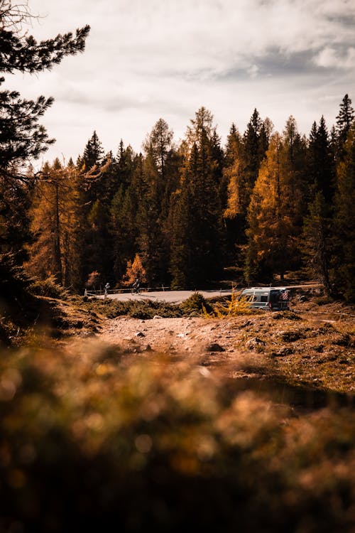 A car is parked in the middle of a forest