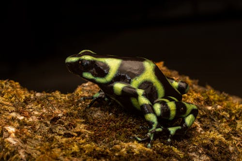 Exotic Frog Among Moss 