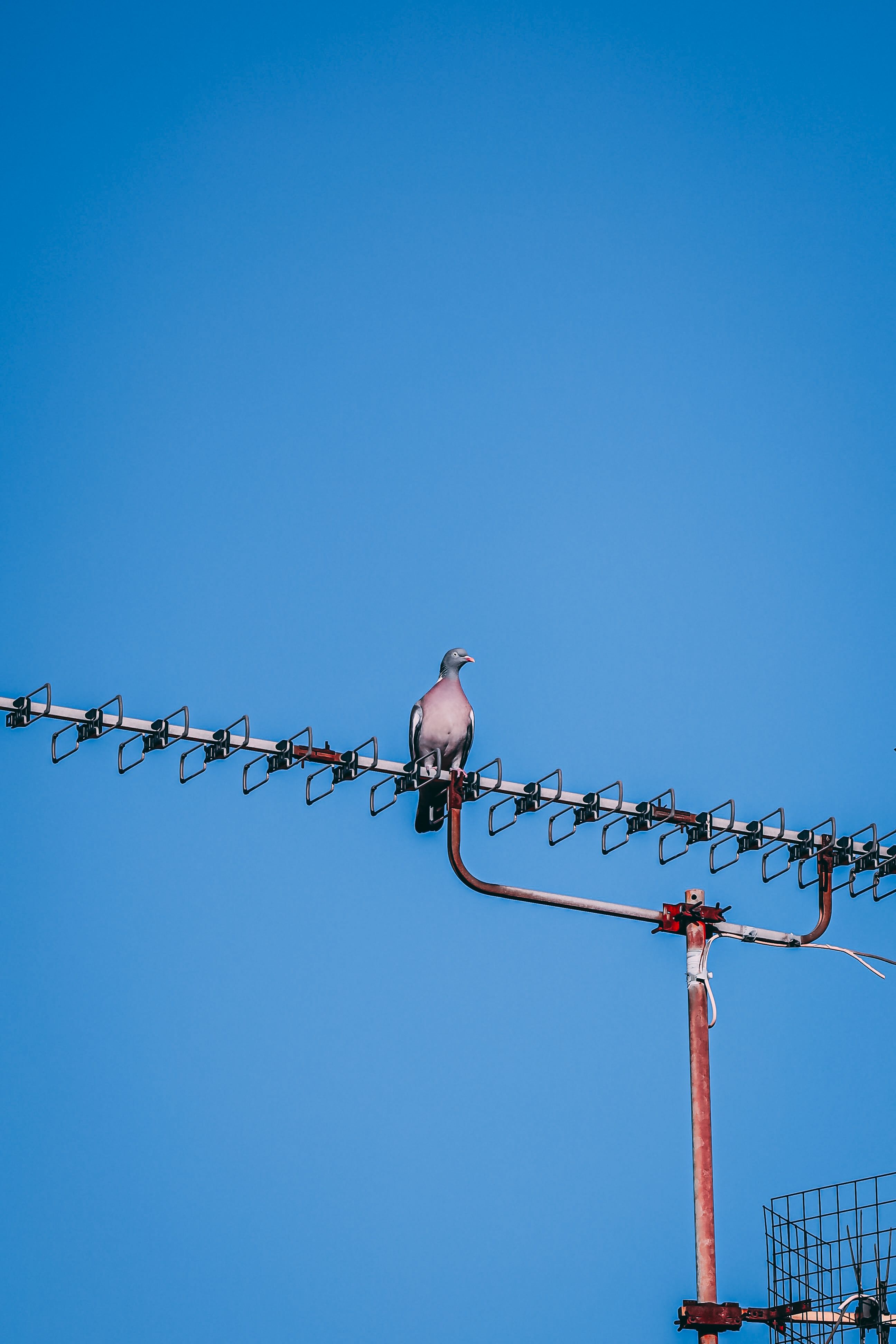 Gratis Pigeon Perching On Bar Lagerfoto