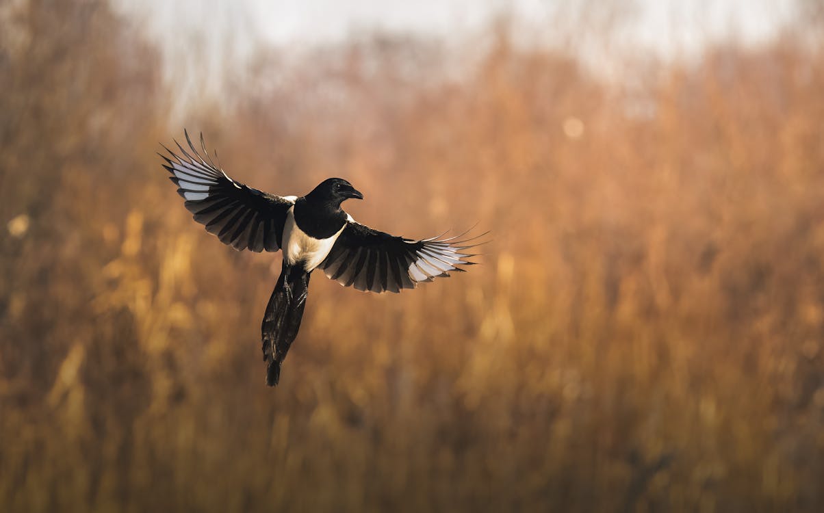Kostnadsfri bild av djurfotografi, eurasian magpie, fågel