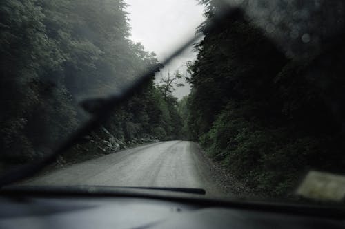 Immagine gratuita di alberi, arbusti, asfalto