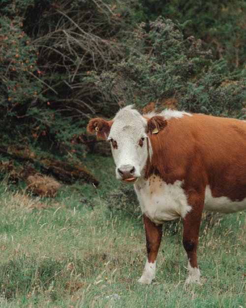 Cow by the Forest 