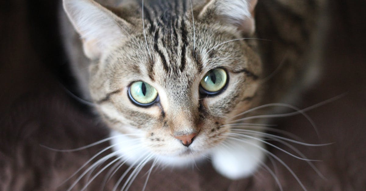 Close-up portrait of a tabby cat with striking green eyes and long whiskers.