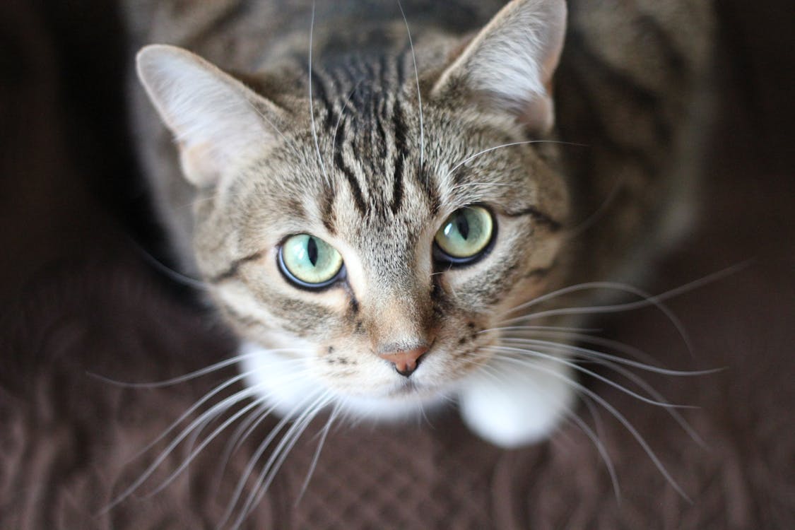 бесплатная Короткошерстный серый кот Стоковое фото