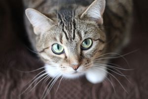 Hairball Defend