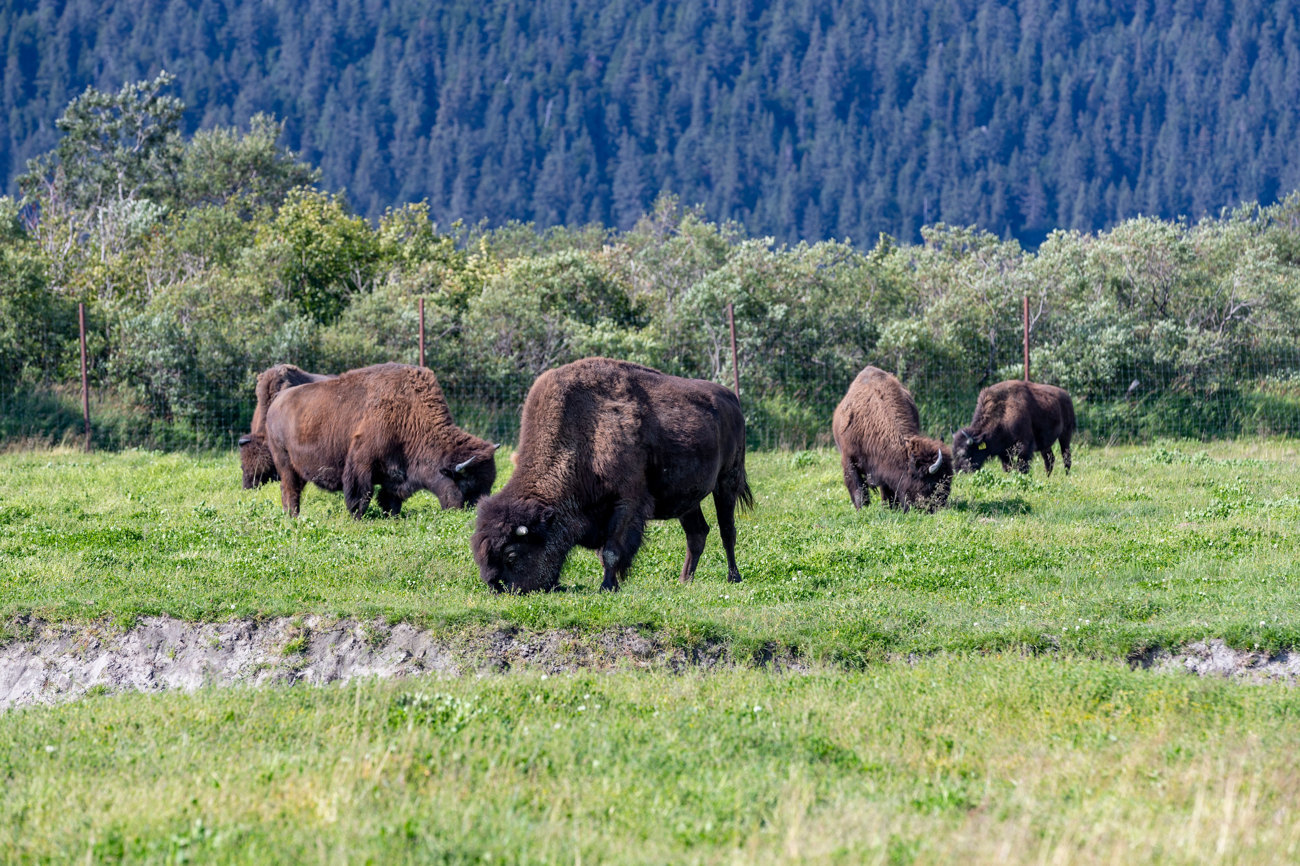 Bison grazing in a grassy field near a river · Free Stock Photo