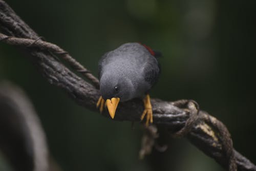 Gray Bird on Selective Focus Photography