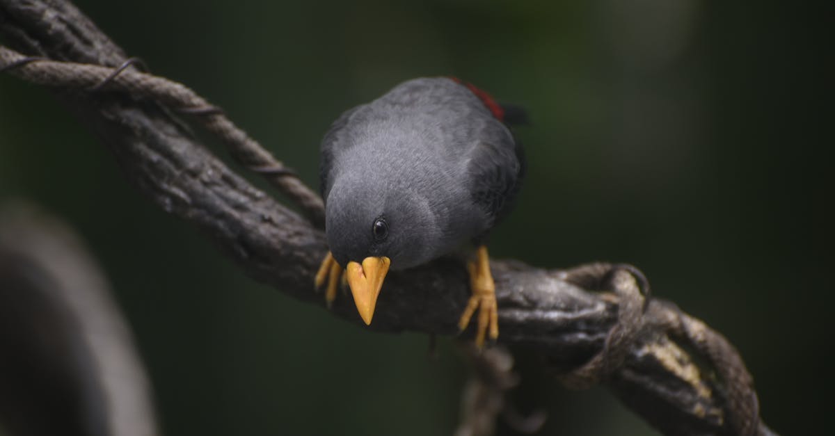 Are red-winged blackbirds rare?