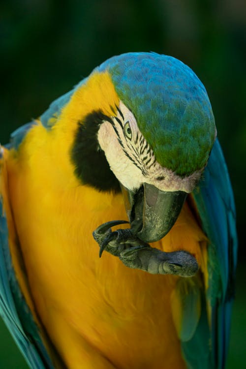 Blue-and-yellow Macaw Licking It's Claw