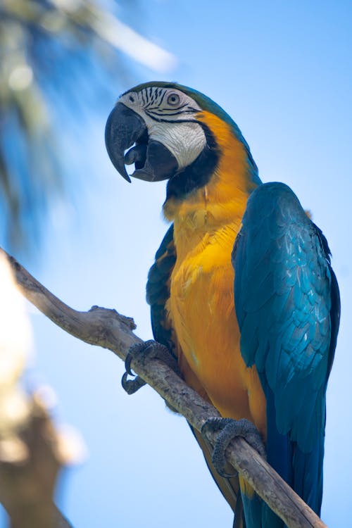 Blue and Yellow Macaw Perched on Twig