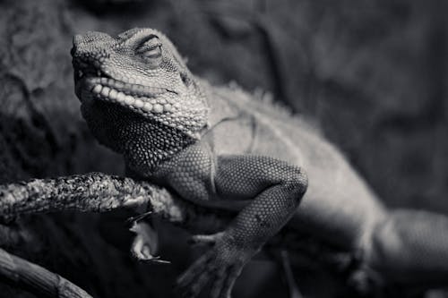 Grayscale Photo of Chameleon